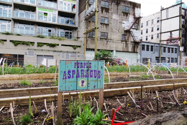 purple asparagus